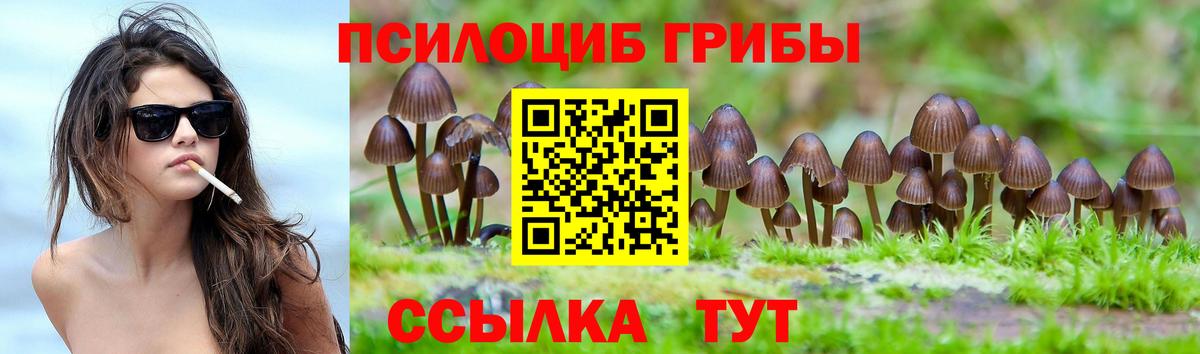 Псилоцибиновые грибы Cubensis Камень-на-Оби